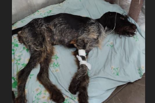 Спасатели в Ярославле вызволили отощавшую собаку из колодца