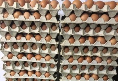 На Ставрополье зафиксирован рост производства куриных яиц