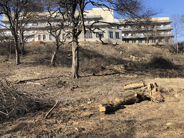 В соцсети Нальчика попали кадры с места варварского уничтожения деревьев