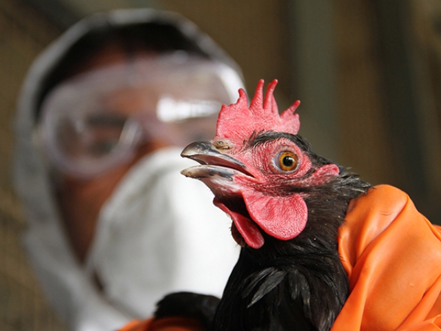 В дагестанском селе ввели карантин из-за птичьего гриппа