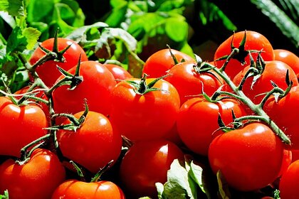Россельхознадзор предупредил Турцию о проблемах с помидорами