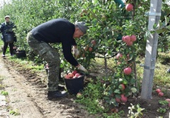 На Ставрополье убирают осенние яблоки