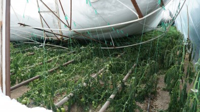  Снежная стихия уничтожила в Дагестане урожай томатов