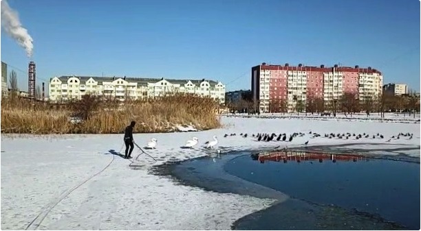 В Невинномысске не улетевших на юг лебедей отправили зимовать в питомник