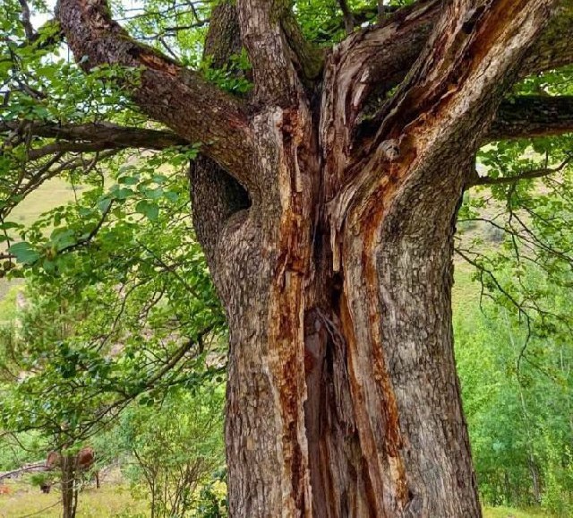 «Российским деревом года» может стать 200-летняя груша из Ингушетии