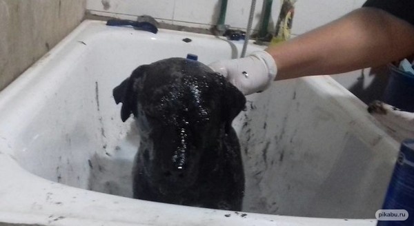 В Ингушетии сотрудники МЧС спасли собаку из смоляного плена