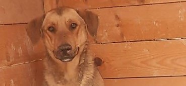 Жители Железноводска устроили перепалку из-за отлова бродячих собак