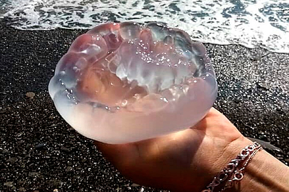 Опаснейшую медузу Черного моря обнаружили в Сочи