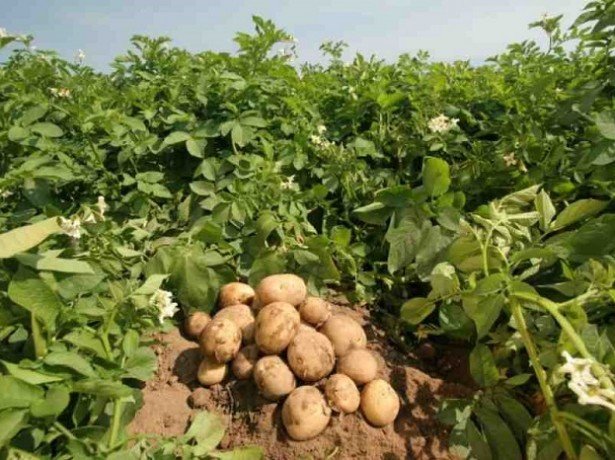 Житель КЧР похитил 48 «картофельных» миллионов