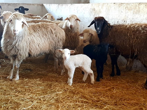 На Ставрополье открывается крупная овцеводческая выставка
