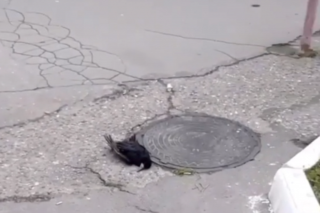 Мертвые вороны напугали жителей Махачкалы