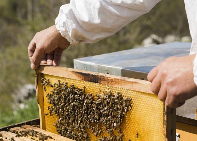 На Ставрополье зафиксировали массовую гибель пчёл
