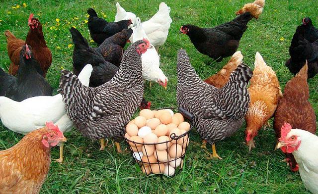 Куры Ставрополья снесли на 20 млн яиц больше прошлогоднего результата