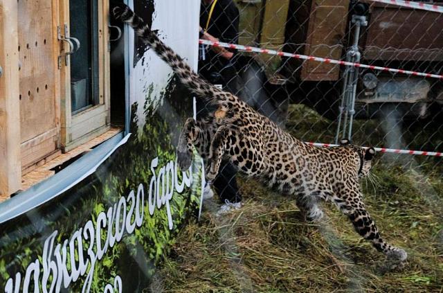 В Северной Осетии браконьеры убили краснокнижного леопарда Лео