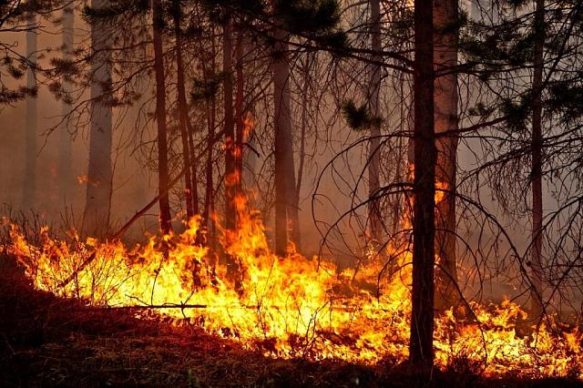 В Карачаево-Черкесии не хватает оборудования для тушения лесных пожаров