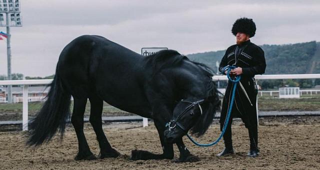 Учёные вывели первую селекционную чеченскую породу лошадей