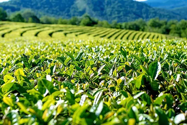 В Сочи чайные компании обжалуют изъятие земель по иску Генпрокуратуры 