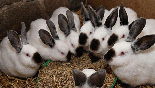 На Ставрополье молния уничтожила хозпостройку с 40 кроликами