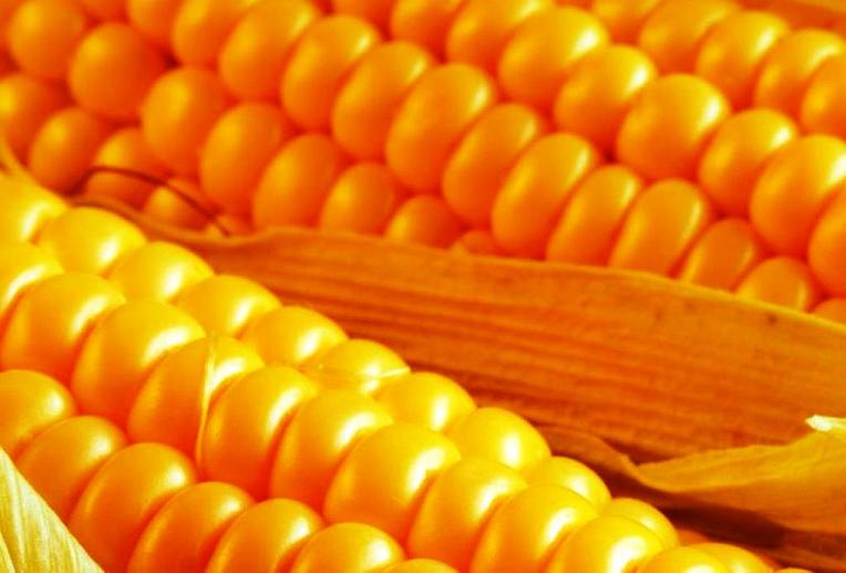  Россельхознадзор по Дагестану отозвал декларацию о соответствии на кукурузу 