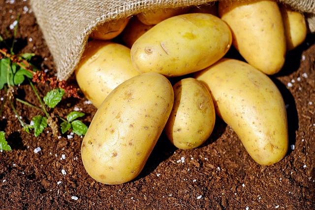 Губернатор Ставрополья рассчитывает, что край накормит себя картофелем 