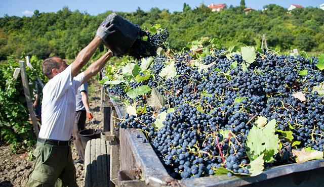 В России вино может подорожать на 20 процентов 