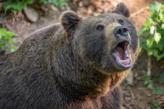 Медведь порвал четыре палатки и съел гитару туристов в заповеднике Сочи