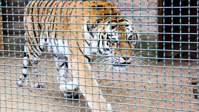 В Крыму огласили приговор директору зоопарка, в котором тигр откусил палец ребёнку    