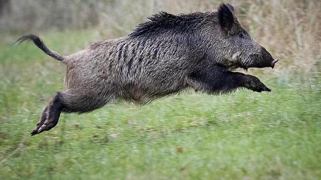 В РСО-А дикий кабан заразился африканской чумой свиней | Прoиcшествия |  Кавказ Пост