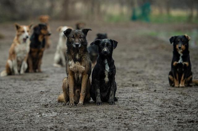 Мэрия Кисловодска может потратить 3,3 млн рублей на отлов собак
