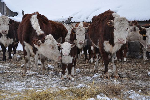 В Дагестане восстановили около 2 тыс. га для зимовки животных