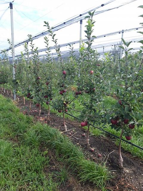 На Ставрополье сажают суперинтенсивный яблоневый сад площадью 123 га