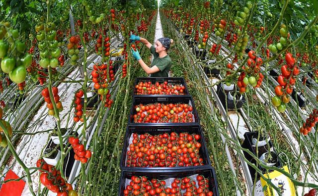 На Ставрополье урожай тепличных овощей увеличился на 26 процентов 