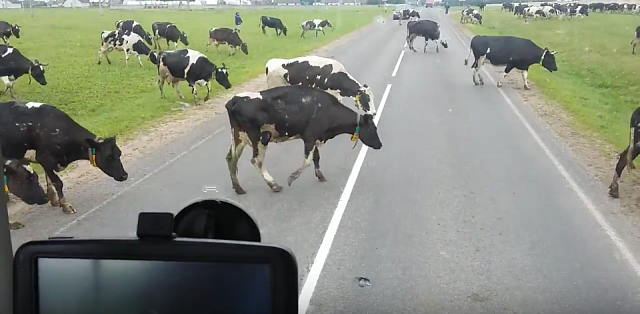 В КЧР из-за коров грузовик врезался в маршрутку с пассажирами