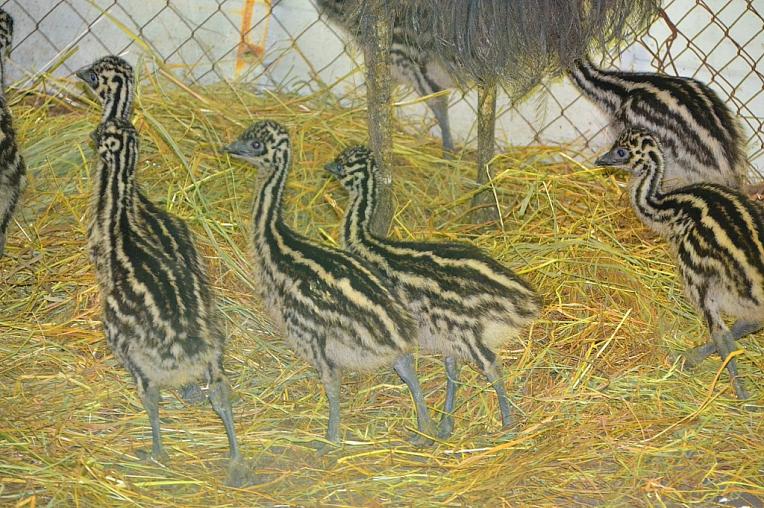 В ставропольском зоопарке родились восемь страусят  