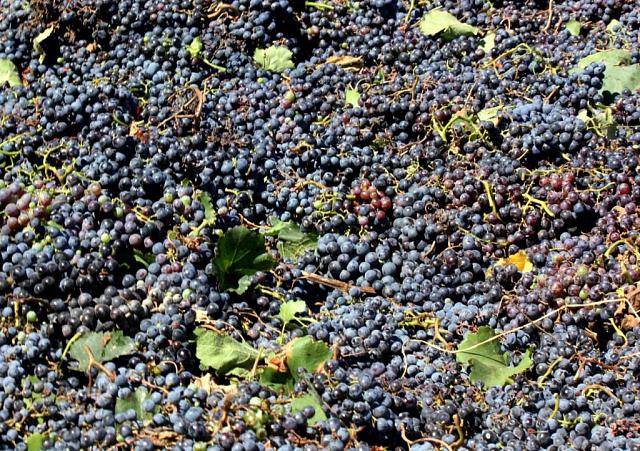 Ставропольских бизнесменов охватила «виноградомания»