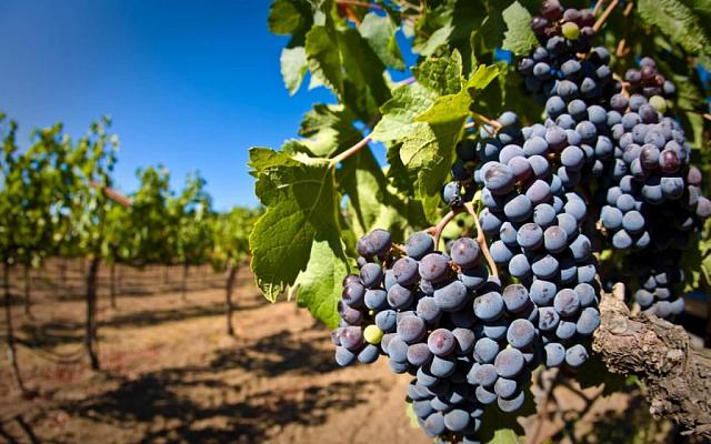В Дагестане чиновники всего за день собрали почти 20 тонн винограда