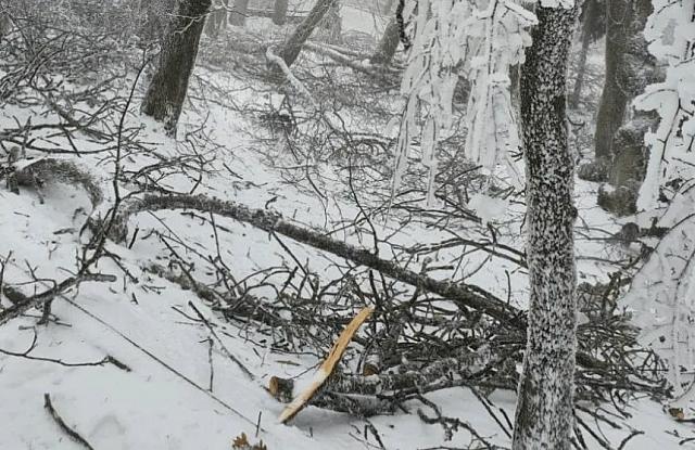 Упавшие под тяжестью льда в Железноводске деревья отправят в зону СВО в виде дров