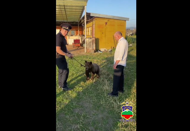 В КЧР полицейские забрали медвежонка у «бизнесмена»