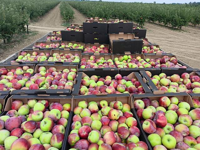 На Ставрополье урожай яблок значительно богаче прошлогоднего 