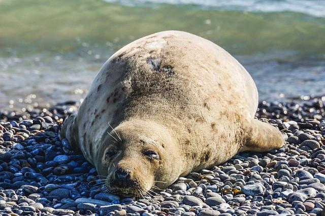 Власти Дагестана организуют вывоз и захоронение погибших тюленей