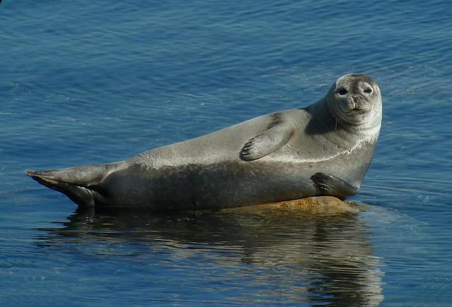 Более 50 мёртвых краснокнижных тюленей нашли на берегу Каспия в Дагестане  