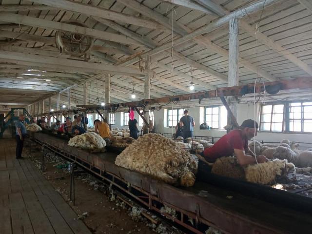 На Ставрополье овцеводы стали производить больше шерсти