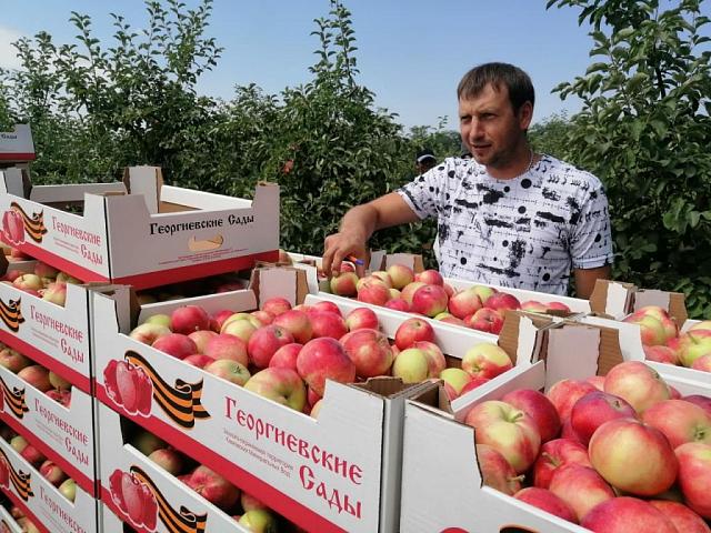 На Ставрополье собрали первую тысячу тонн ранних яблок