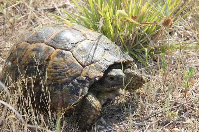 В Сочинском национальном парке спасли краснокнижную черепаху