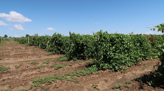 На Ставрополье возместят часть затрат на молодые виноградники