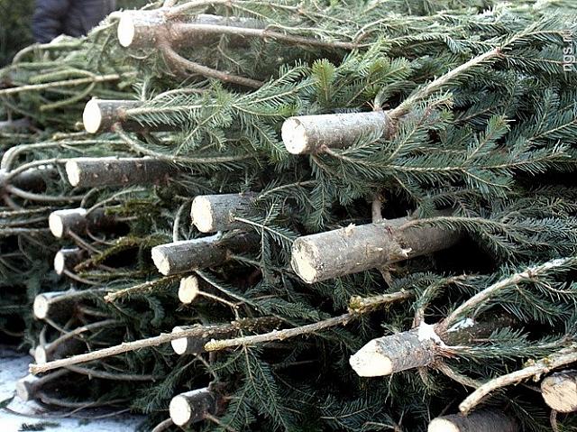 Житель КЧР вырубил 46 новогодних елок на подарки родственникам
