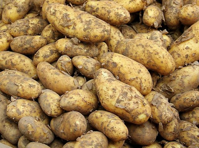 Аграрии Ставрополья готовятся к сбору раннего картофеля