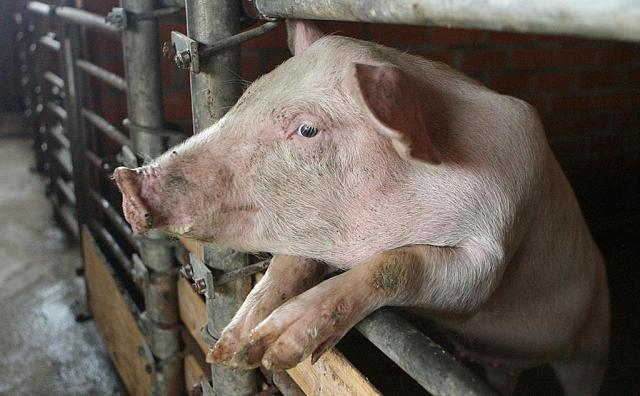 На Ставрополье нашли очаг чумы свиней