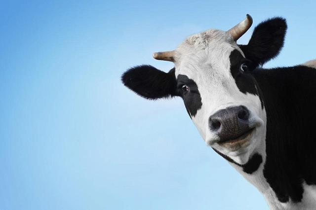 В Кисловодске «арестовали» стадо из 12 коров