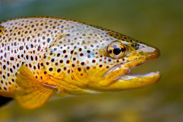 В Сочи планируется в три раза нарастить объемы выращивания красной рыбы